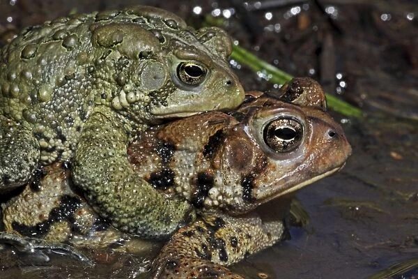 American Toad (Bufo americanus) - Pair in amplexus - New York - USA - 'Hop toad' - Widespread and abundant in eastern United States and Canada - Found in suburban backyards to woodland