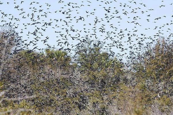 American Tree Sparrow - flock in flight in winter - Florida - USA - January