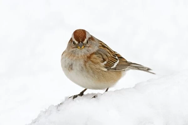 American Tree Sparrow - in snow