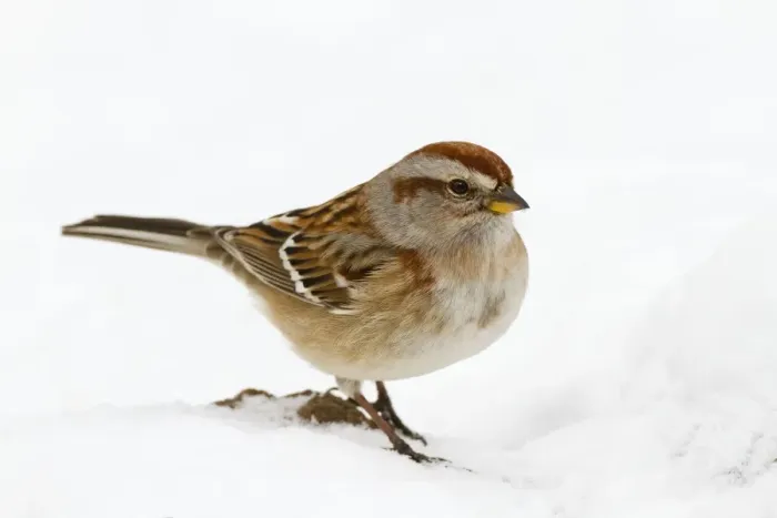 Framed Print : American Tree Sparrow - in snow - December in CT, USA Framed Print : American Tree Sparrow - in snow - December in CT, USA