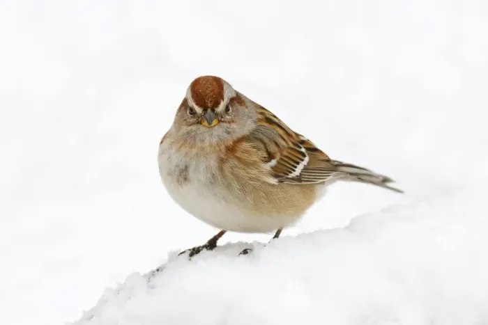 Framed Print : American Tree Sparrow - in snow - December in CT, USA Framed Print : American Tree Sparrow - in snow - December in CT, USA