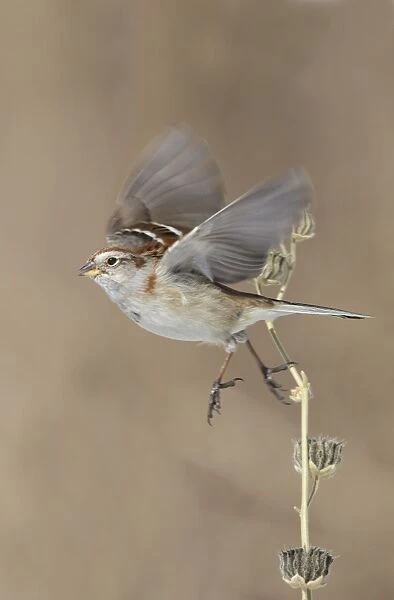 American Tree Sparrow - taking flight - in winter
