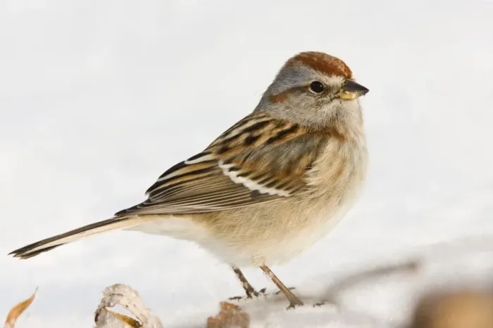 Framed Print : American Tree Sparrow - winter in CT, December - USA Framed Print : American Tree Sparrow - winter in CT, December - USA