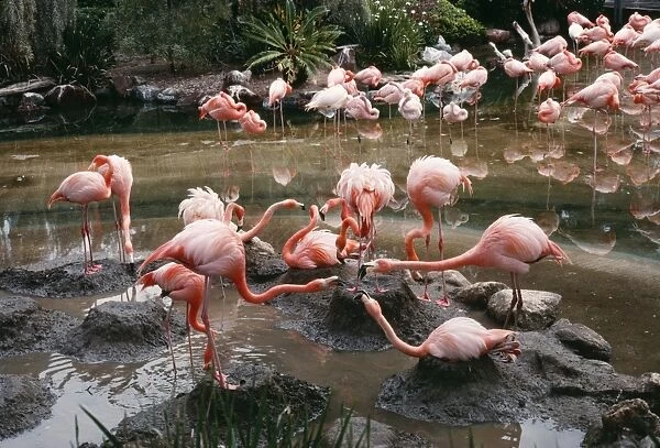 American  /  West Indian  /  Carribbean Greater Flamingo - breeding colony Caribbean