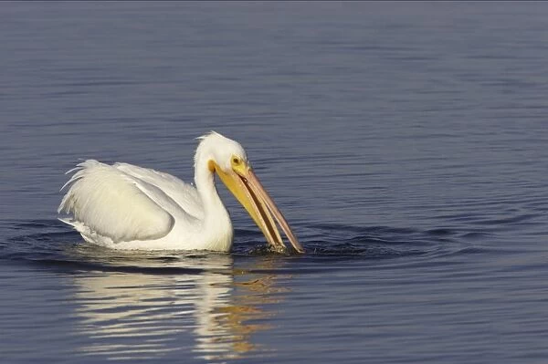 American White Pelican - fishing Ding Darling NWR, florida, USA BI001013