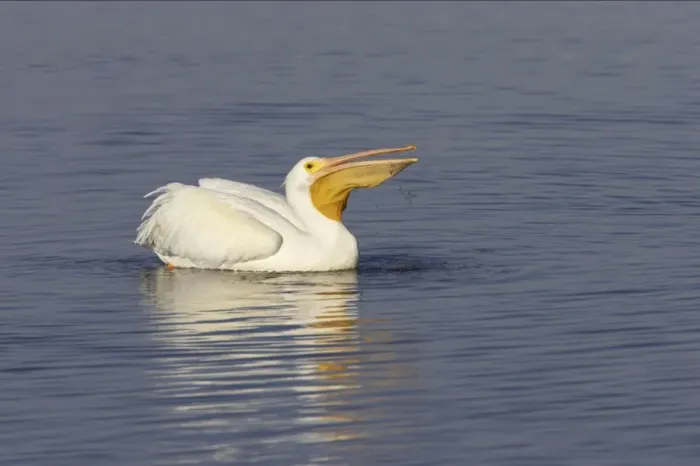 Framed Print : American White Pelican - fishing Ding Darling NWR, florida, USA BI001007 Framed Print : American White Pelican - fishing Ding Darling NWR, florida, USA BI001007