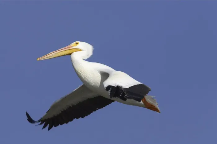 Framed Print : American White Pelican - in flight Ding Darling NWR, florida, USA BI001063 Framed Print : American White Pelican - in flight Ding Darling NWR, florida, USA BI001063