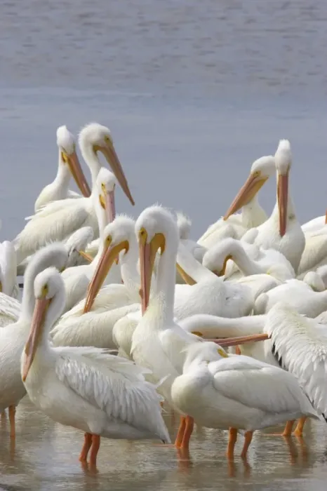 Framed Print : American White Pelican - group Ding Darling NWR, florida, USA BI001070 Framed Print : American White Pelican - group Ding Darling NWR, florida, USA BI001070