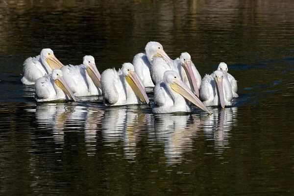 American White Pelican - group in water - nonbreeding plumage