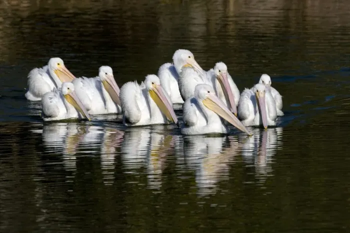 Framed Print : American White Pelican - group in water - nonbreeding plumage Framed Print : American White Pelican - group in water - nonbreeding plumage