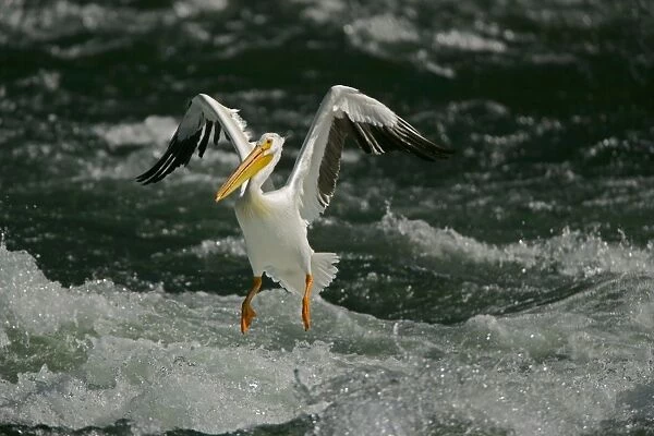 American White Pelican - Landing in river rapids-Immense bird with 9 foot wingspan-always white with black flight feathers and a yellow-orange or pinkish beak-Catches fish while swimming in small groups-Generally silent away from nesting grounds-At