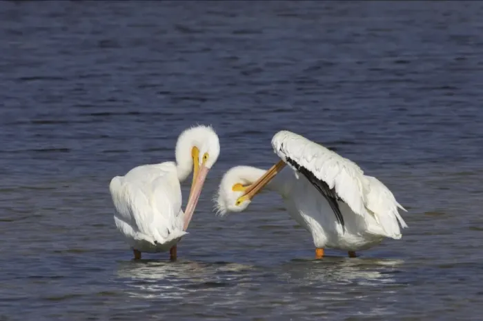 Framed Print : American White Pelican - pair, preening Ding Darling NWR, florida, USA BI001043 Framed Print : American White Pelican - pair, preening Ding Darling NWR, florida, USA BI001043