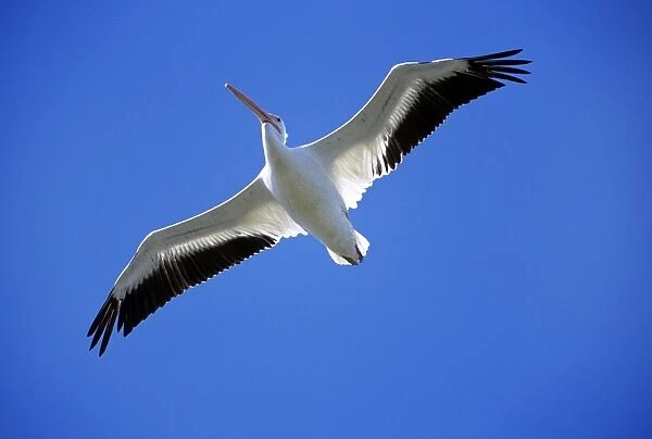 American White Pelican - USA