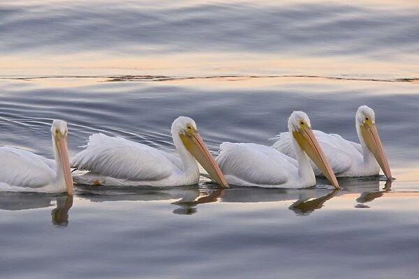 American White Pelicans - feeding collectively at sunset; Bodega Bay, California, United States