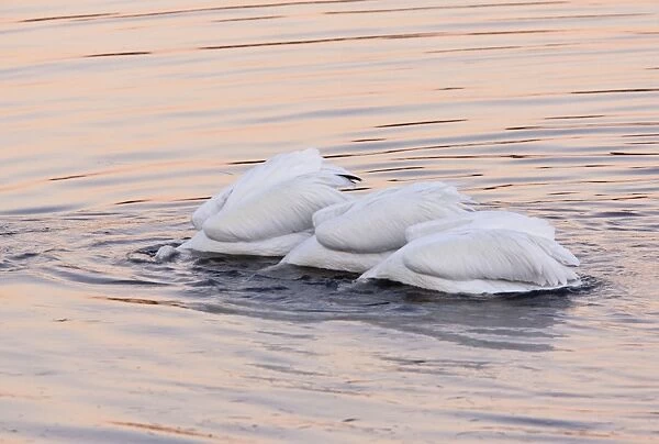 American White Pelicans - feeding collectively at sunset; Bodega Bay, California, United States