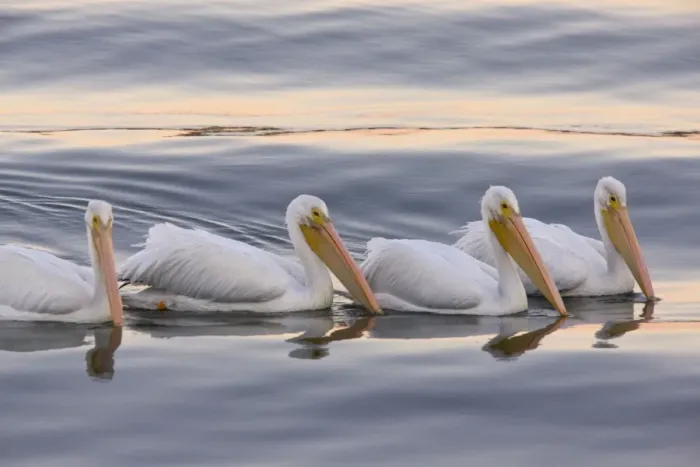 Framed Print : American White Pelicans - feeding collectively at sunset; Bodega Bay, California, United States Framed Print : American White Pelicans - feeding collectively at sunset; Bodega Bay, California, United States