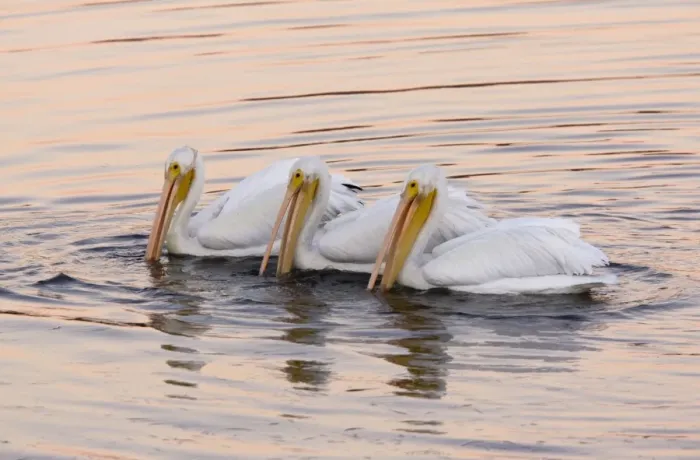 Framed Print : American White Pelicans - feeding collectively at sunset; Bodega Bay, California, United States Framed Print : American White Pelicans - feeding collectively at sunset; Bodega Bay, California, United States