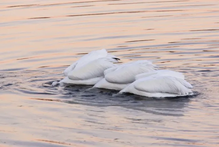 Framed Print : American White Pelicans - feeding collectively at sunset; Bodega Bay, California, United States Framed Print : American White Pelicans - feeding collectively at sunset; Bodega Bay, California, United States