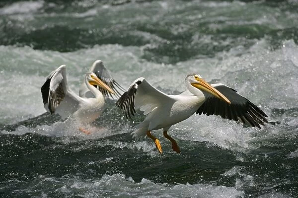 American White Pelicans - Landing in river rapids-Immense bird with 9 foot wingspan-always white with black flight feathers and a yellow-orange or pinkish beak-Catches fish while swimming in small groups-Generally silent away from nesting grounds-At