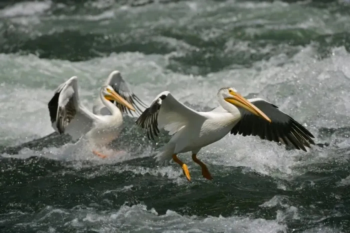 Framed Print : American White Pelicans - Landing in river rapids-Immense bird with 9 foot wingspan-always white with black flight feathers and a yellow-orange or pinkish beak-Catches fish while swimming in small groups-Generally silent away from nesting grounds-At Framed Print : American White Pelicans - Landing in river rapids-Immense bird with 9 foot wingspan-always white with black flight feathers and a yellow-orange or pinkish beak-Catches fish while swimming in small groups-Generally silent away from nesting grounds-At