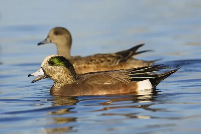 Framed Print : American Wigeon