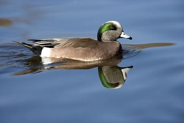 American wigeon - male -Range: North America; winters south to Costa Rica and West Indies