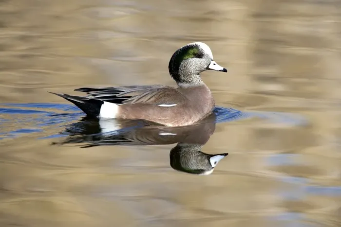 Framed Print : American Wigeon - Male - Range: North America - winters south to Costa Rica and West Indies Framed Print : American Wigeon - Male - Range: North America - winters south to Costa Rica and West Indies