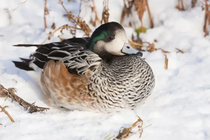 Framed Print : American Wigeon - Single adult drake resting in the snow