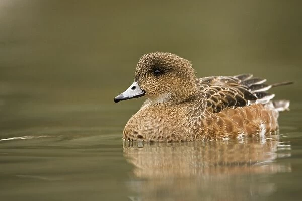 American Wigeon On the water North America, rare vagrant to Britain