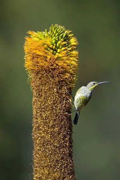 Amethyst  /  African Black Sunbird - female visiting flower of Bruinaalwyn aloe (Aloe vryheidensis)