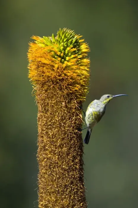 Framed Print : Amethyst  /  African Black Sunbird - Female visiting flower of Bruinaalwyn aloe (Aloe vryheidensis). Inhabits forest edge, woodland and savanna; also suburban gardens. Mountain Zebra National Park, Eastern Cape, South Africa