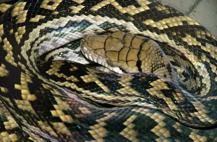 Framed Print : Amethyst / Amethystine / Scrub Python - close-up of head Framed Print : Amethyst / Amethystine / Scrub Python - close-up of head
