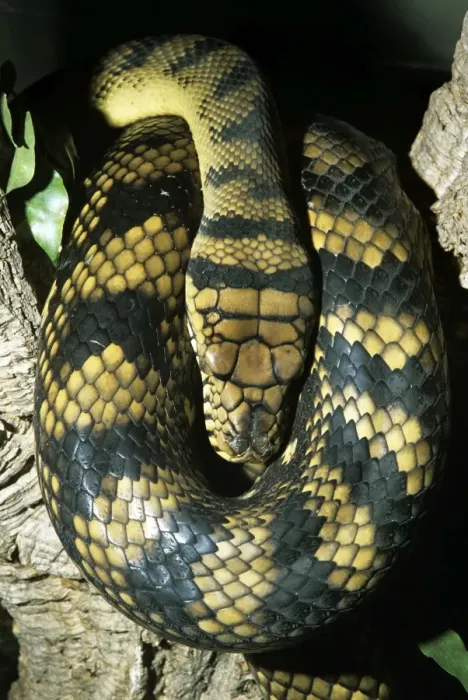 Framed Print : Amethyst / Amethystine / Scrub Python - coiled Framed Print : Amethyst / Amethystine / Scrub Python - coiled