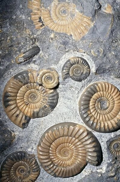 Ammonite Fossil - 186 million years, Early Jurassic UK