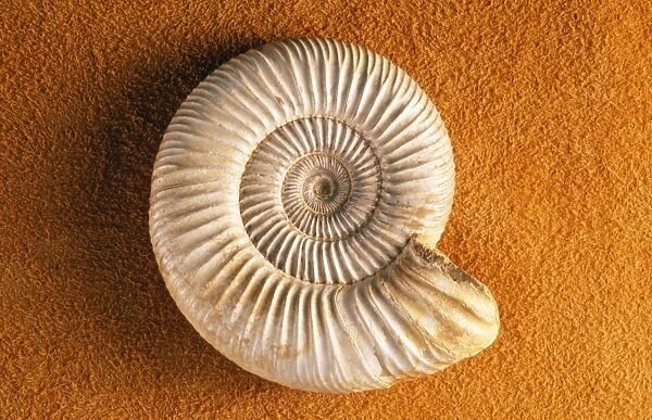 Ammonite Fossil Jurassic, Madagascar