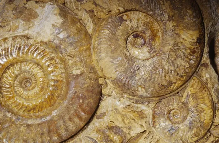 Framed Print : Ammonite Fossil - Triassic period 248-213 m. y. a. Caen, France Framed Print : Ammonite Fossil - Triassic period 248-213 m. y. a. Caen, France