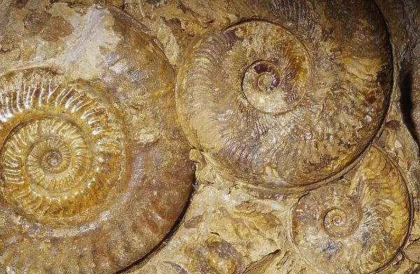Ammonite Fossil - Triassic period 248-213 m. y. a. Caen, France