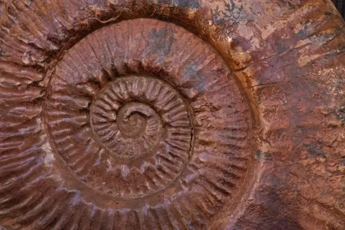 Framed Print : Ammonite (Parkinsonia) - Southern France - mid-Jurassic Framed Print : Ammonite (Parkinsonia) - Southern France - mid-Jurassic