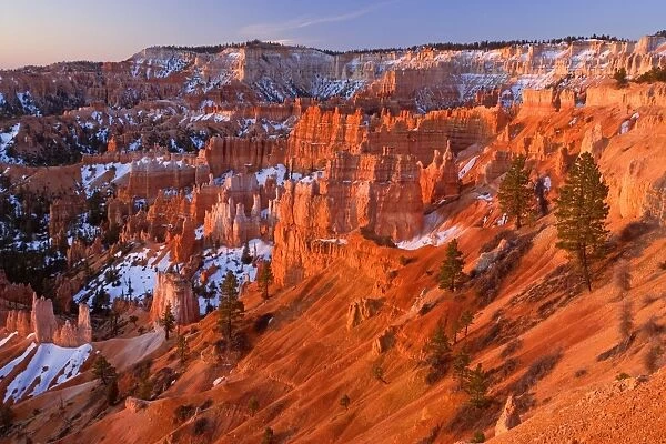 Amphitheatre - view from sunrise point over the amphitheatre of hoodoos and eroding fins of Bryce Canyon. At sunrise - Bryce Canyon National Park, Colorado Plateau, Utah, USA