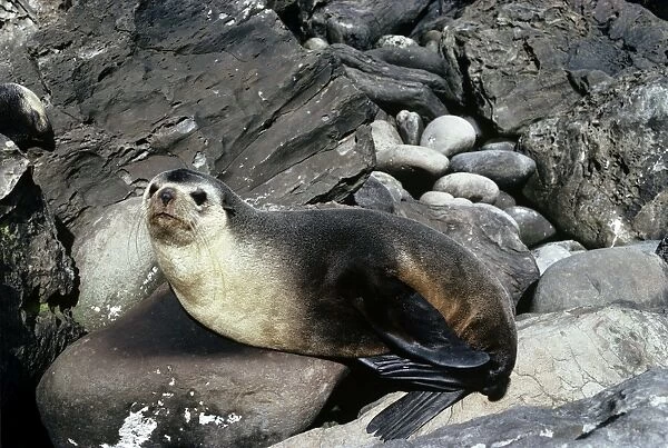 Amsterdam Fur Seal - male - Gough Island - South Atlantic