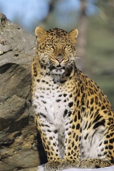 Amur Leopard  /  Korean Leopard - endangered species 4MR1438