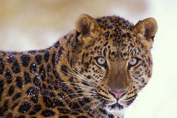 Amur Leopard  /  Korean Leopard - endangered species 4MR333