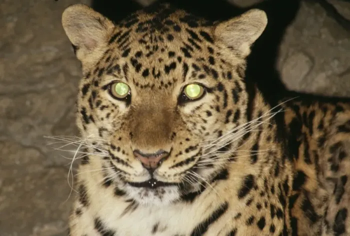 Framed Print : Amur Leopard Reflective eye shine, Endangered Framed Print : Amur Leopard Reflective eye shine, Endangered