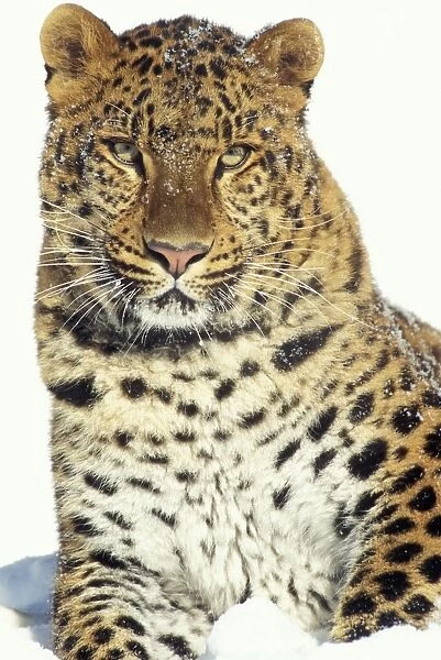 Amur Leopard TOM 235 Endangered Species Panthera pardus orientalis © Tom & Pat Leeson  /  ardea. com