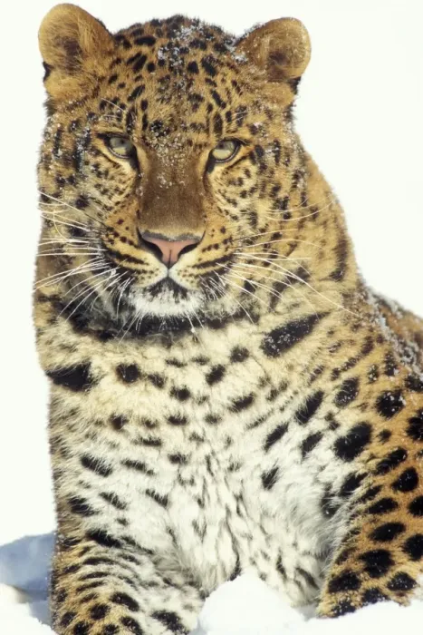 Framed Print : Amur Leopard TOM 235 Endangered Species Panthera pardus orientalis © Tom & Pat Leeson / ardea. com Framed Print : Amur Leopard TOM 235 Endangered Species Panthera pardus orientalis © Tom & Pat Leeson / ardea. com