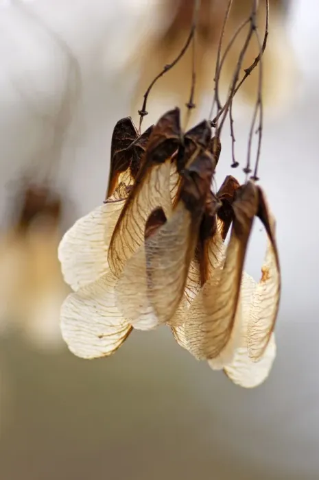Framed Print : Amur Maple - The fruits hang in nodding bunches and remain on the tree well into winter. Kent garden. UK January Framed Print : Amur Maple - The fruits hang in nodding bunches and remain on the tree well into winter. Kent garden. UK January