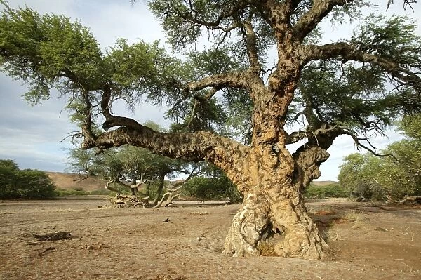 Ana tree. Virus on the tree, Huab river Namibia