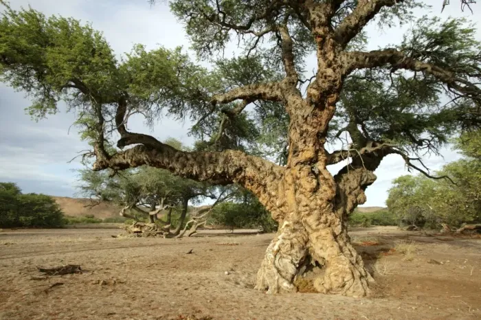Framed Print : Ana tree. Virus on the tree, Huab river Namibia Framed Print : Ana tree. Virus on the tree, Huab river Namibia