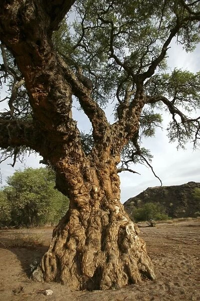 Ana tree. Virus on the tree, Huab river Namibia