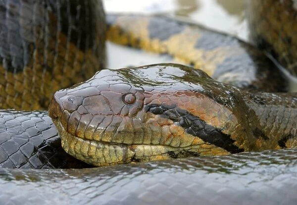 Anaconda - close-up of head Llanos, Venezuela